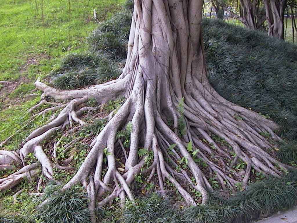 Tree roots